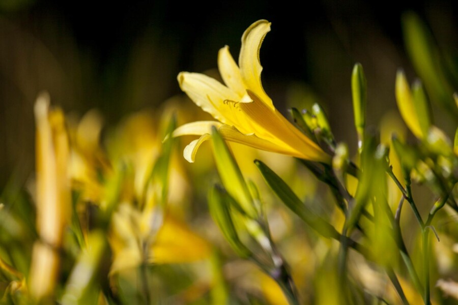 Taglilie Hemerocallis lilioasphodelus 5-10 Topf P9 Hemerocallis lilioasphodelus