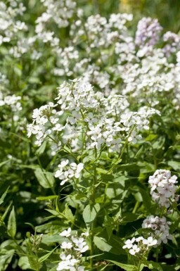 Nachtviole Hesperis matronalis 'Alba' 5-10 Topf P9 Hesperis matronalis 'Alba'