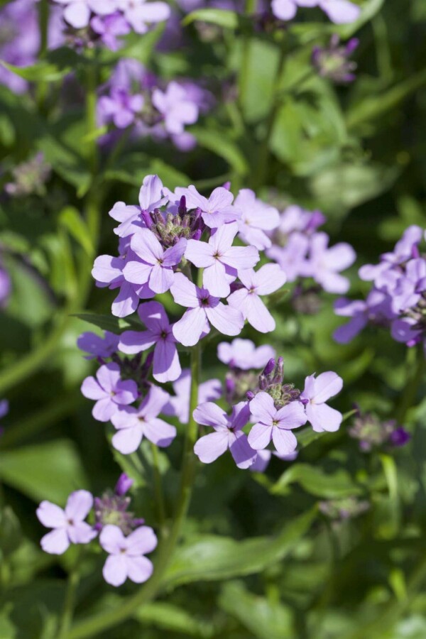 Nachtviole Hesperis matronalis 5-10 Topf P9 Hesperis matronalis