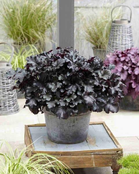 Purpurglöckchen Heuchera micrantha 'Black Pearl' 5-10 Topf P9 Heuchera micrantha 'Black Pearl'