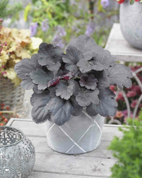 Purpurglöckchen Heuchera micrantha 'Black Sea' 5-10 Topf P9 Heuchera micrantha 'Black Sea'