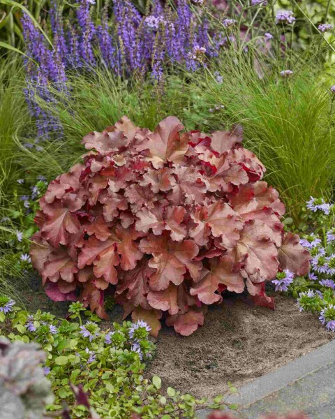 Purpurglöckchen Heuchera 'Boysenberry' 5-10 Topf P9 Heuchera 'Boysenberry'