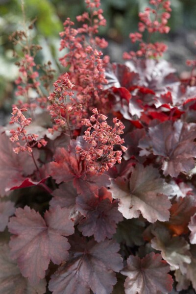 Purpurglöckchen Heuchera micrantha 'Cherry Cola' 5-10 Topf P9 Heuchera micrantha 'Cherry Cola'