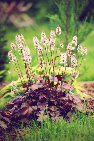 Purpurglöckchen Heuchera micrantha 'Chocolate Ruffles' 5-10 Topf P9 Heuchera micrantha 'Chocolate Ruffles'