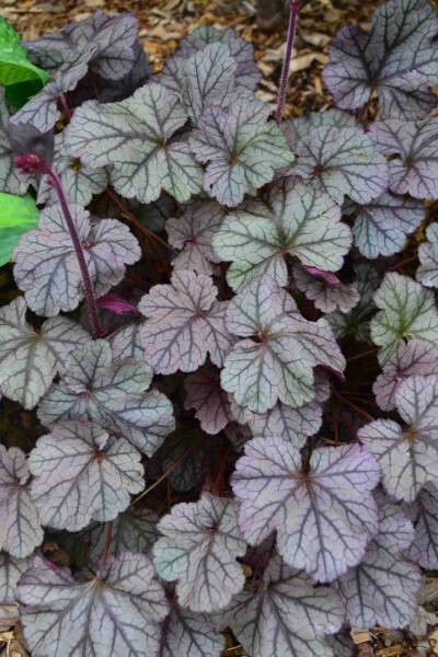 Purpurglöckchen Heuchera 'Frosted Violet' 5-10 Topf P9 Heuchera 'Frosted Violet'