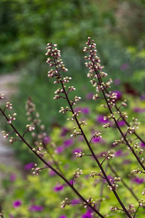 Purpurglöckchen Heuchera 'Frosted Violet' 5-10 Topf P9 Heuchera 'Frosted Violet'