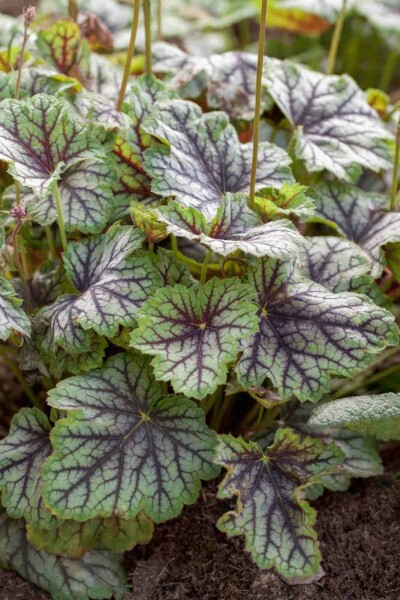 Purpurglöckchen Heuchera americana 'Green Spice' 5-10 Topf P9 Heuchera americana 'Green Spice'