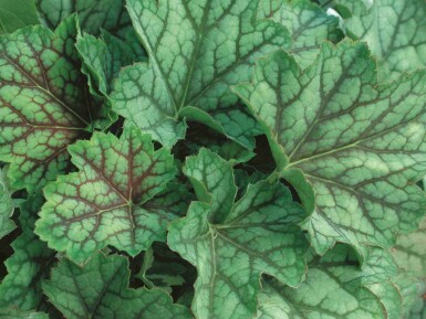 Purpurglöckchen Heuchera americana 'Green Spice' 5-10 Topf P9 Heuchera americana 'Green Spice'