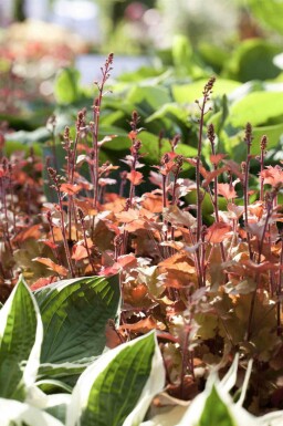 Purpurglöckchen Heuchera villosa 'Marmalade' 5-10 Topf P9 Heuchera villosa 'Marmalade'