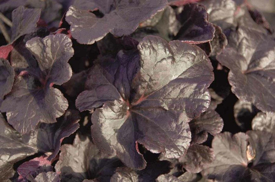 Purpurglöckchen Heuchera micrantha 'Obsidian' 5-10 Topf P9 Heuchera micrantha 'Obsidian'