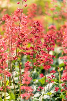 Purpurglöckchen Heuchera micrantha 'Paris' 5-10 Topf P9 Heuchera micrantha 'Paris'