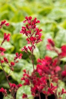 Purpurglöckchen Heuchera micrantha 'Paris' 5-10 Topf P9 Heuchera micrantha 'Paris'