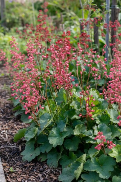 Purpurglöckchen Heuchera brizoides 'Pluie de Feu' 5-10 Topf P9 Heuchera brizoides 'Pluie de Feu'