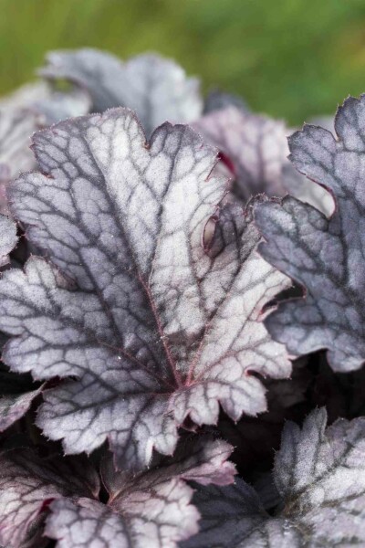 Purpurglöckchen Heuchera micrantha 'Plum Pudding' 5-10 Topf P9 Heuchera micrantha 'Plum Pudding'