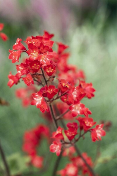 Purpurglöckchen Heuchera sanguinea 'Splendens' 5-10 Topf P9 Heuchera sanguinea 'Splendens'