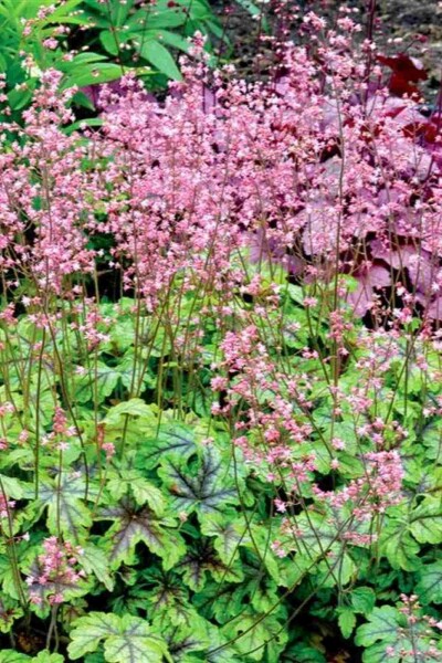 Schaumblüte Heucherella 'Tapestry' 5-10 Topf P9 Heucherella 'Tapestry'