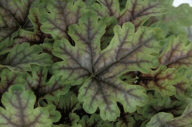 Schaumblüte Heucherella 'Tapestry' 5-10 Topf P9 Heucherella 'Tapestry'
