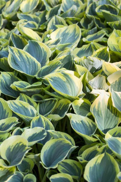 Funkie Hosta fortunei 'Aureomarginata' 5-10 Topf P9 Hosta fortunei 'Aureomarginata'
