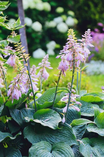 Funkie Hosta sieboldiana 'Big Daddy' 5-10 Topf P9 Hosta sieboldiana 'Big Daddy'