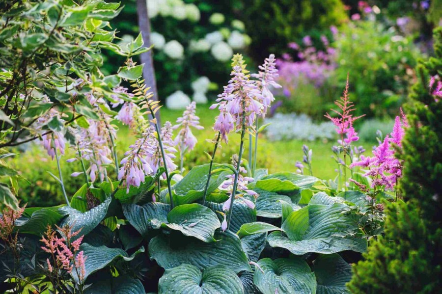 Funkie Hosta sieboldiana 'Big Daddy' 5-10 Topf P9 Hosta sieboldiana 'Big Daddy'