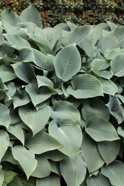 Funkie Hosta tokudama 'Blue Cadet' 5-10 Topf P9 Hosta tokudama 'Blue Cadet'