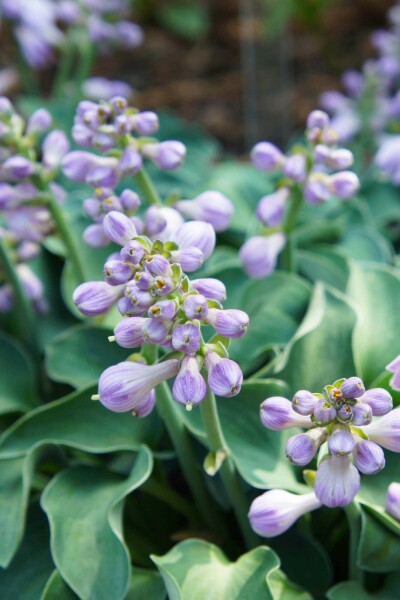 Funkie Hosta tokudama 'Blue Mouse Ears' 5-10 Topf P9 Hosta tokudama 'Blue Mouse Ears'