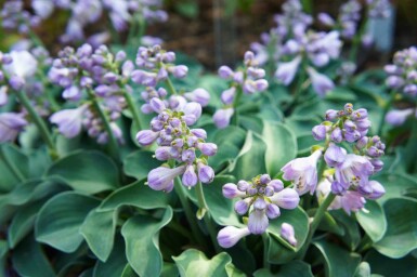 Funkie Hosta tokudama 'Blue Mouse Ears' 5-10 Topf P9 Hosta tokudama 'Blue Mouse Ears'