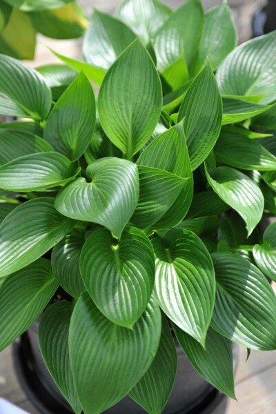 Funkie Hosta tardiana 'Devon Green' 5-10 Topf P9 Hosta tardiana 'Devon Green'