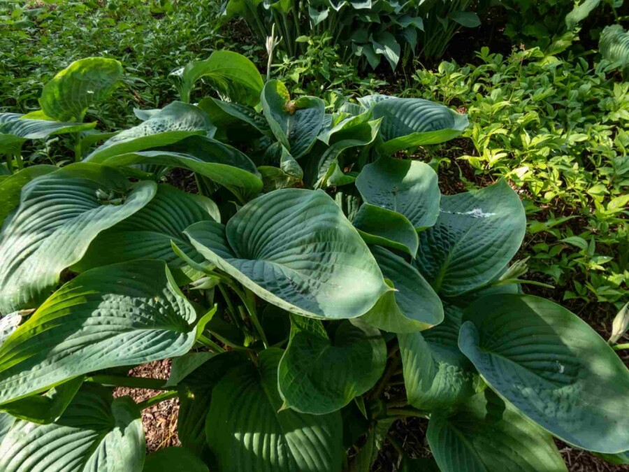 Funkie Hosta 'Empress Wu' 5-10 Topf P9 Hosta 'Empress Wu'