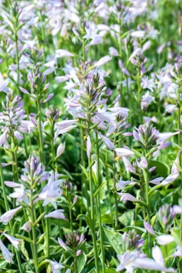 Funkie Hosta fortunei 'Francee' 5-10 Topf P9 Hosta fortunei 'Francee'