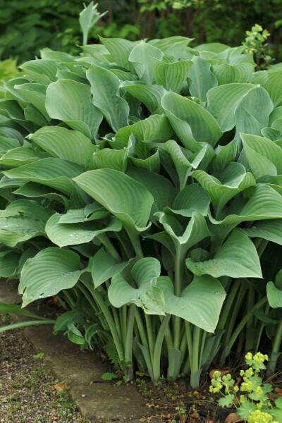 Funkie Hosta nigrescens 'Krossa Regal' 5-10 Topf P9 Hosta nigrescens 'Krossa Regal'