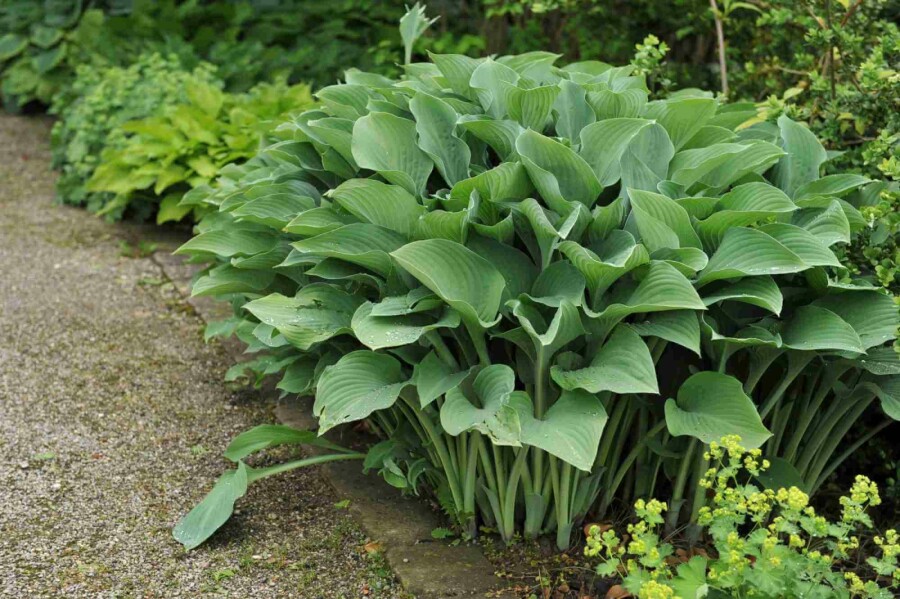 Funkie Hosta nigrescens 'Krossa Regal' 5-10 Topf P9 Hosta nigrescens 'Krossa Regal'