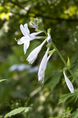 Funkie Hosta plantaginea 'Royal Standard' 5-10 Topf P9 Hosta plantaginea 'Royal Standard'