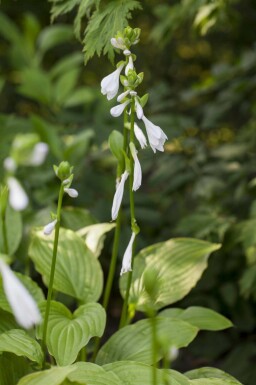 Funkie Hosta plantaginea 'Royal Standard' 5-10 Topf P9 Hosta plantaginea 'Royal Standard'