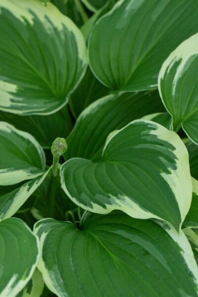 Funkie Hosta undulata 'Albomarginata' 5-10 Topf P9 Hosta undulata 'Albomarginata'