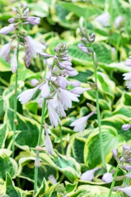 Funkie Hosta 'Wide Brim' 5-10 Topf P9 Hosta 'Wide Brim'