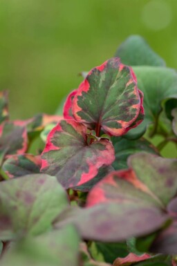 Eidechsenschwanz Houttuynia cordata 'Chameleon' 5-10 Topf P9 Houttuynia cordata 'Chameleon'