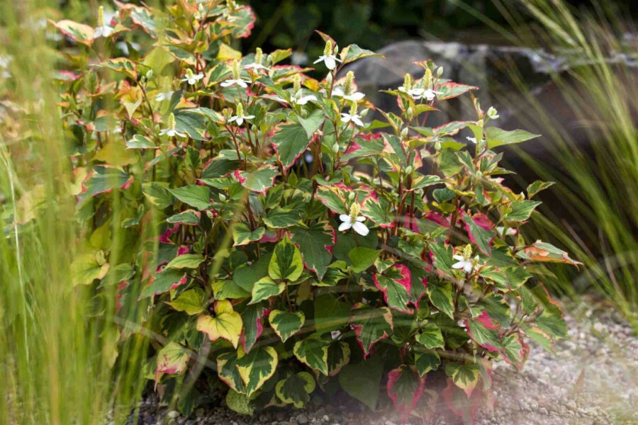 Chamäleonpflanze Houttuynia cordata 5-10 Topf P9 Houttuynia cordata
