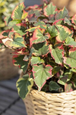 Chamäleonpflanze Houttuynia cordata 5-10 Topf P9 Houttuynia cordata