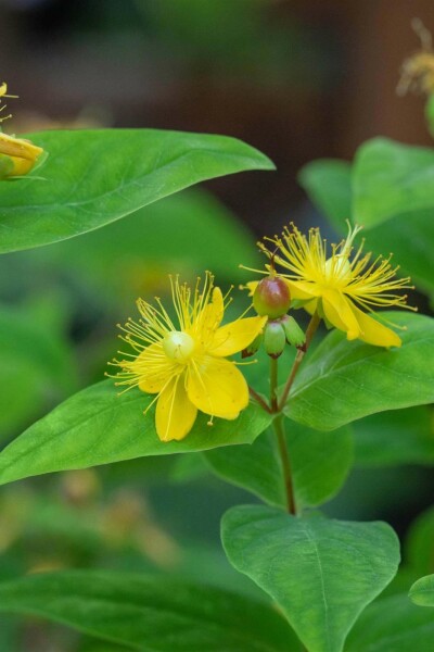 Johanniskraut Hypericum perforatum 5-10 Topf P9 Hypericum perforatum