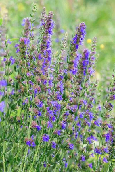 Ysop Hyssopus officinalis 5-10 Topf P9 Hyssopus officinalis