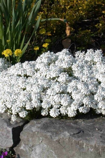 Schleifenblume Iberis sempervirens 5-10 Topf P9 Iberis sempervirens