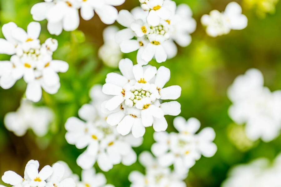 Schleifenblume Iberis sempervirens 5-10 Topf P9 Iberis sempervirens