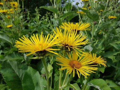 Alant Inula helenium 5-10 Topf P9 Inula helenium
