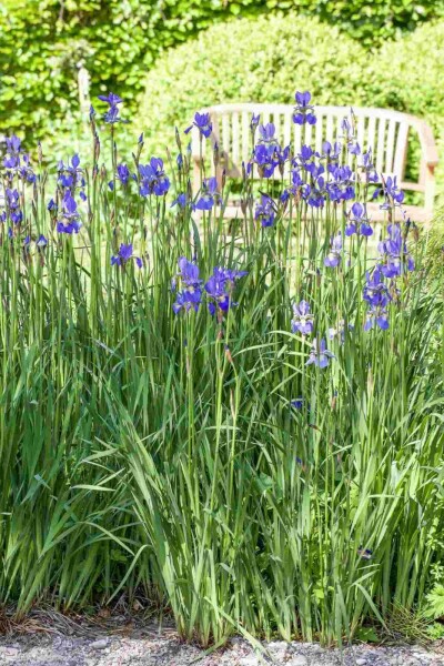 Blaue schwertlilie Iris setosa 5-10 Topf P9 Iris setosa