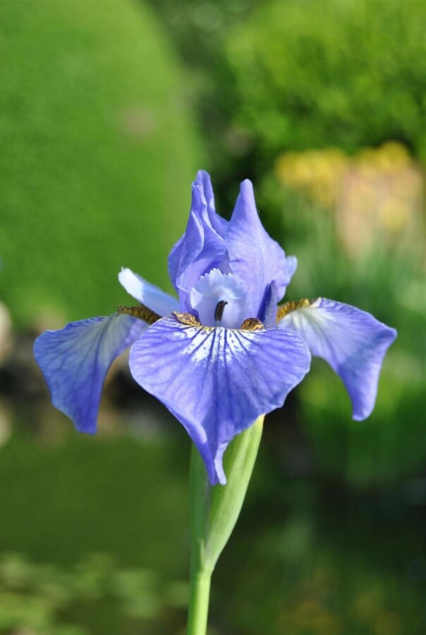 Blaue schwertlilie Iris setosa 5-10 Topf P9 Iris setosa