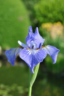 Blaue schwertlilie Iris setosa 5-10 Topf P9 Iris setosa