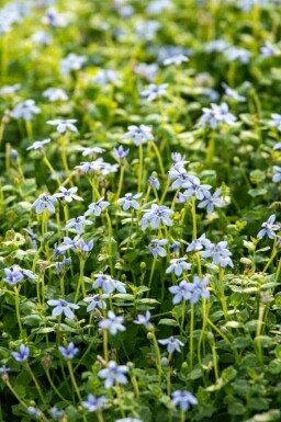 Australisches sternchen Isotoma fluviatilis 5-10 Topf P9 Isotoma fluviatilis