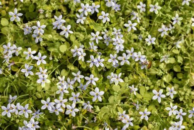 Australisches sternchen Isotoma fluviatilis 5-10 Topf P9 Isotoma fluviatilis