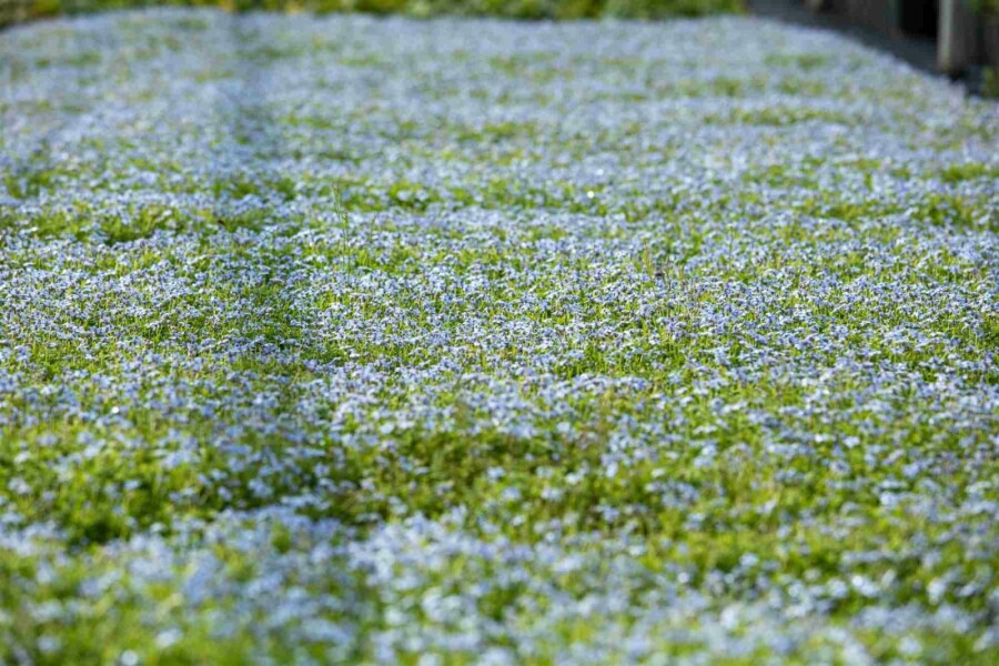 Australisches sternchen Isotoma fluviatilis 5-10 Topf P9 Isotoma fluviatilis